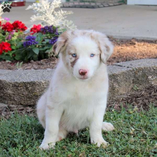 Randy, Border Collie Puppy