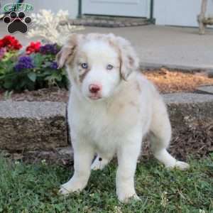 Randy, Border Collie Puppy