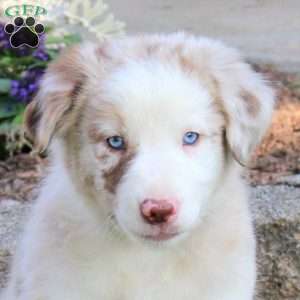 Randy, Border Collie Puppy