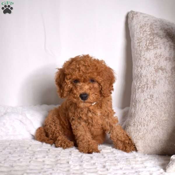 Ranger, Cavapoo Puppy