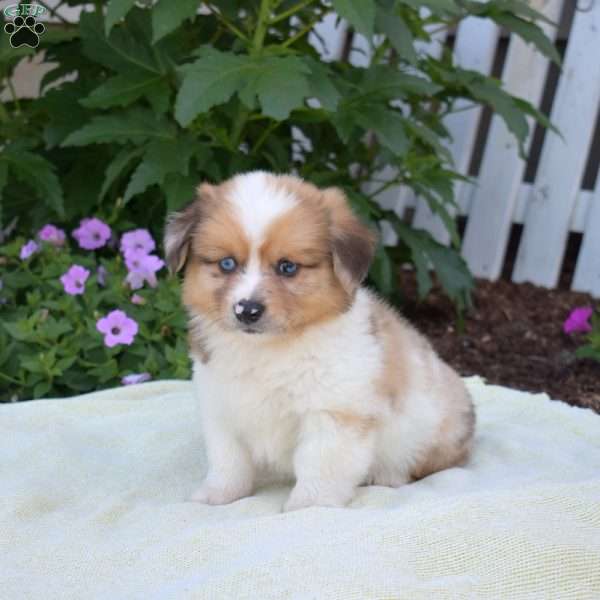 Ranger, Pembroke Welsh Corgi Puppy