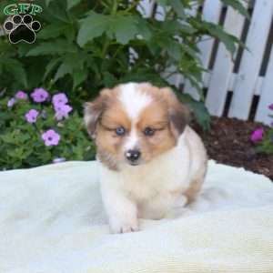 Ranger, Pembroke Welsh Corgi Puppy