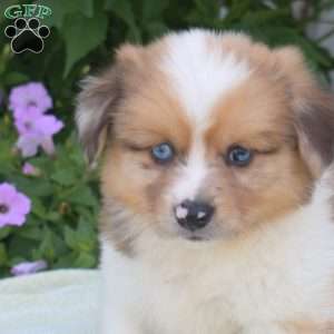 Ranger, Pembroke Welsh Corgi Puppy