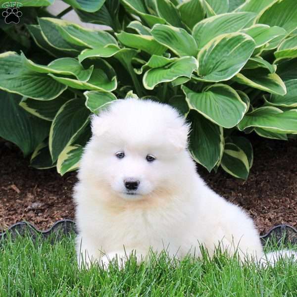 Rascal, Samoyed Puppy