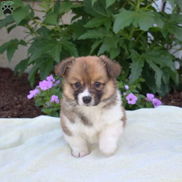 Rascal, Pembroke Welsh Corgi Puppy