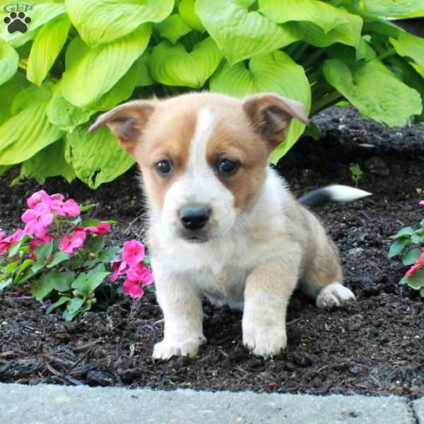 Rascal, Welsh Corgi Mix Puppy