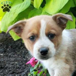 Rascal, Welsh Corgi Mix Puppy