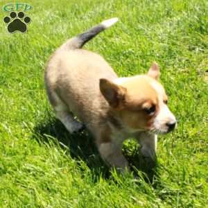 Rascal, Welsh Corgi Mix Puppy