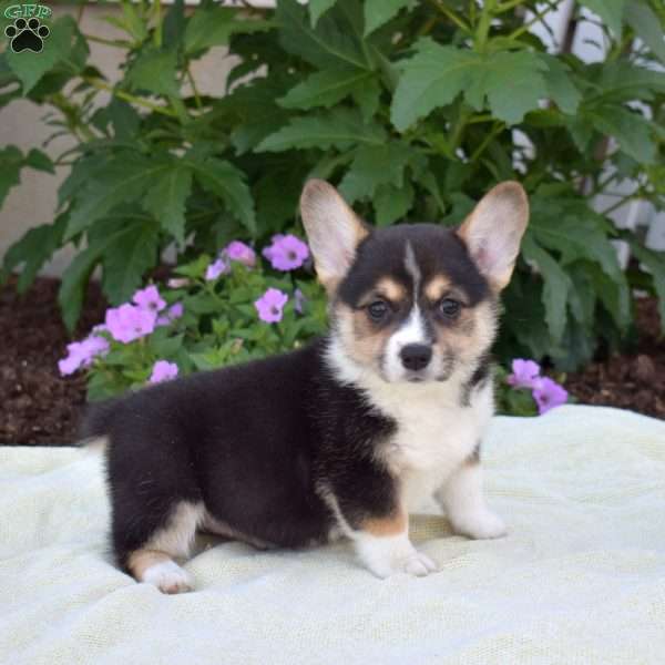 Raven, Pembroke Welsh Corgi Puppy