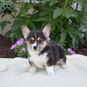 Raven, Pembroke Welsh Corgi Puppy