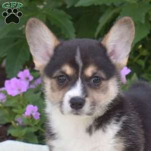 Raven, Pembroke Welsh Corgi Puppy