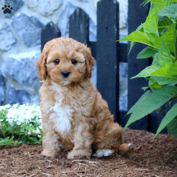 Rayna, Cavapoo Puppy