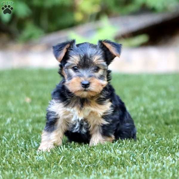 Rayna, Yorkie Puppy