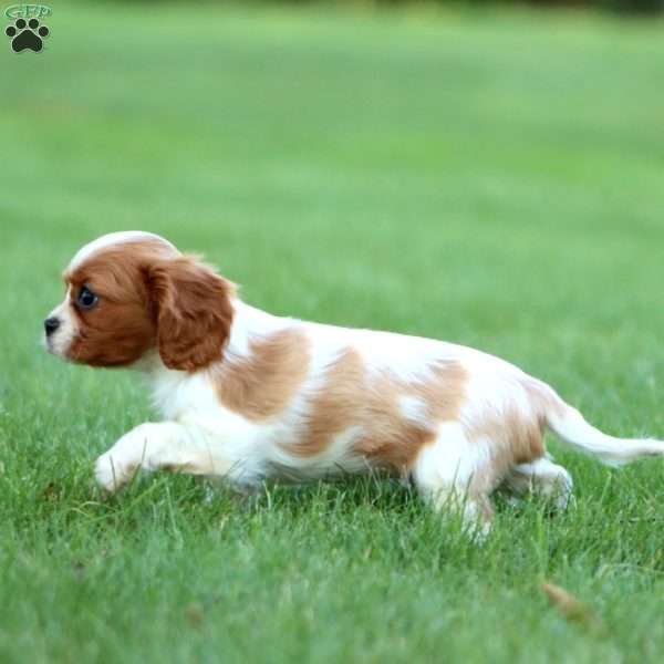 Rayna, Cavalier King Charles Spaniel Puppy