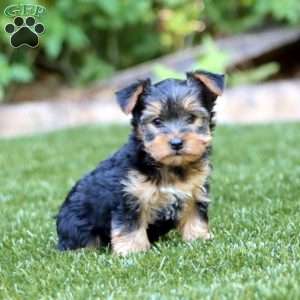 Rayna, Yorkie Puppy