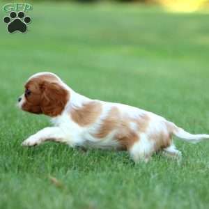 Rayna, Cavalier King Charles Spaniel Puppy