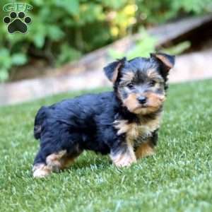 Rayna, Yorkie Puppy