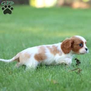 Rayna, Cavalier King Charles Spaniel Puppy