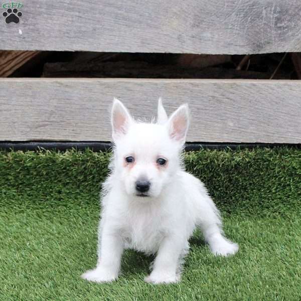Razer, West Highland Terrier Puppy