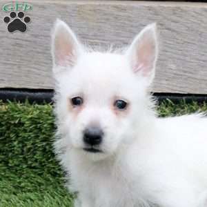 Razer, West Highland Terrier Puppy