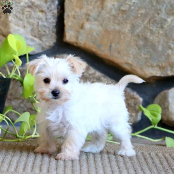 Reece, Yorkie Puppy