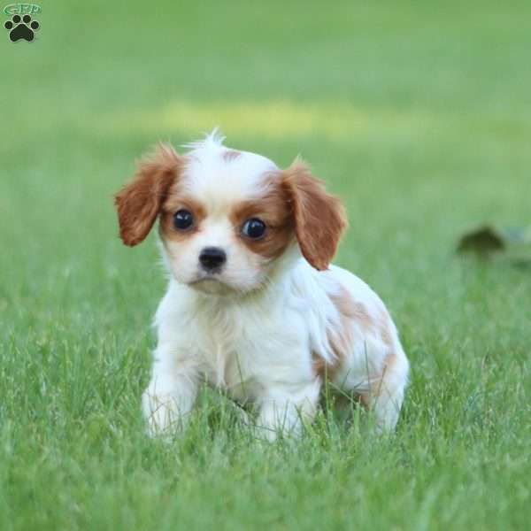 Reece, Cavalier King Charles Spaniel Puppy