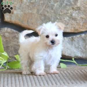 Reece, Yorkie Puppy