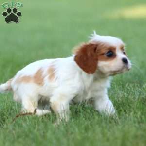 Reece, Cavalier King Charles Spaniel Puppy