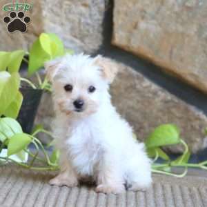Reece, Yorkie Puppy