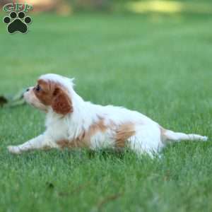 Reece, Cavalier King Charles Spaniel Puppy