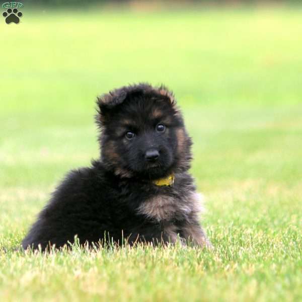 Reed, German Shepherd Puppy