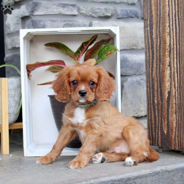 Reese, Cavalier King Charles Spaniel Puppy