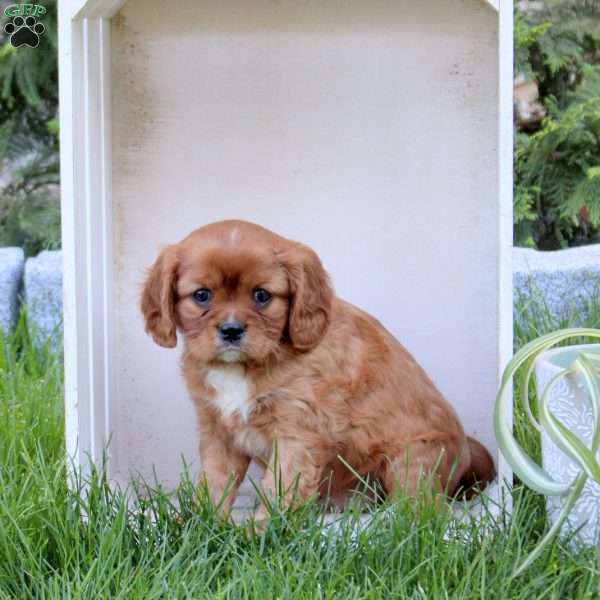 Reese, Cavalier King Charles Spaniel Puppy