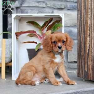 Reese, Cavalier King Charles Spaniel Puppy