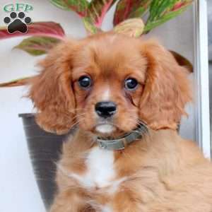 Reese, Cavalier King Charles Spaniel Puppy