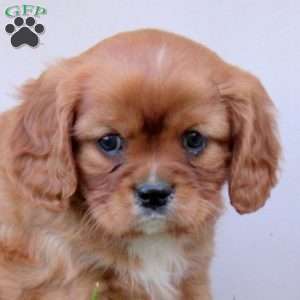 Reese, Cavalier King Charles Spaniel Puppy