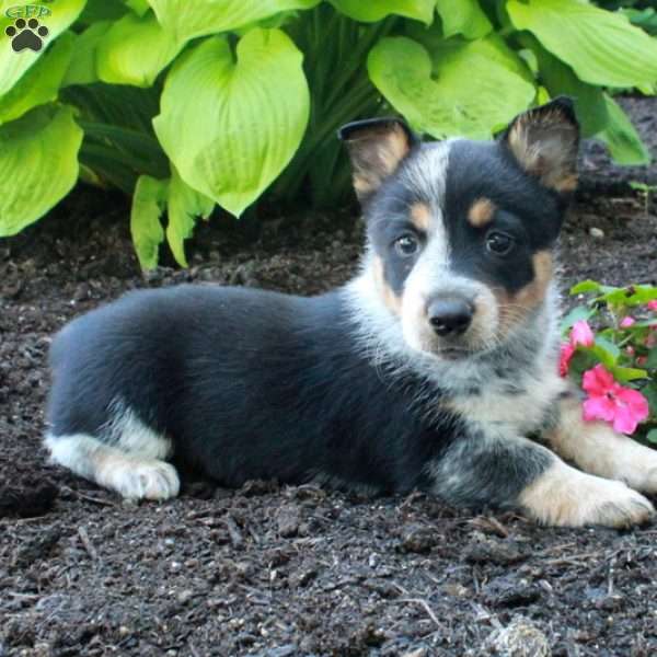 Remi, Welsh Corgi Mix Puppy