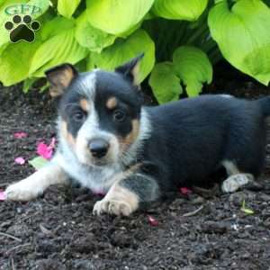 Remi, Welsh Corgi Mix Puppy