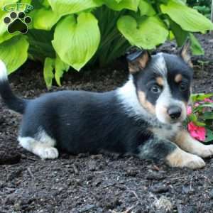 Remi, Welsh Corgi Mix Puppy