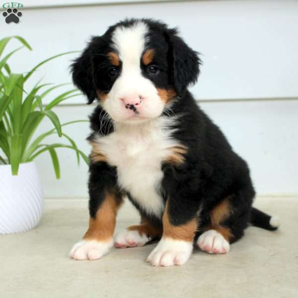 Remi, Bernese Mountain Dog Puppy