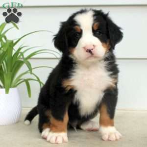 Remi, Bernese Mountain Dog Puppy