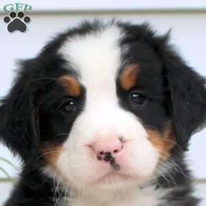 Remi, Bernese Mountain Dog Puppy