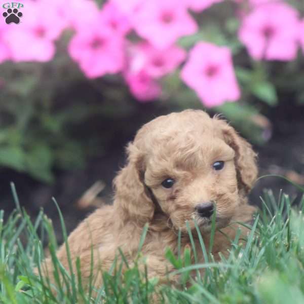 Remi, Toy Poodle Puppy