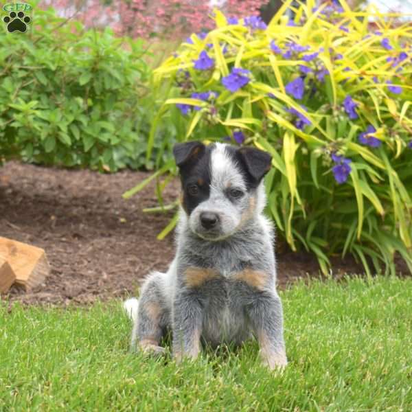 Renegade, Blue Heeler – Australian Cattle Dog Puppy