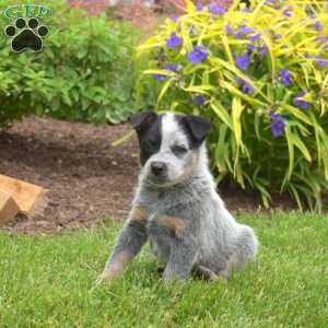 Renegade, Blue Heeler – Australian Cattle Dog Puppy