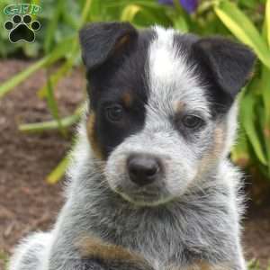 Renegade, Blue Heeler – Australian Cattle Dog Puppy