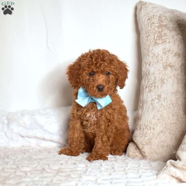 Rex, Cavapoo Puppy