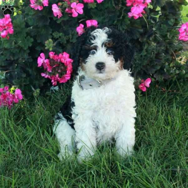 Rex, Mini Bernedoodle Puppy