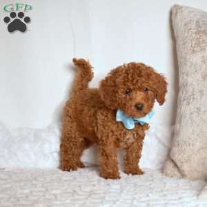 Rex, Cavapoo Puppy