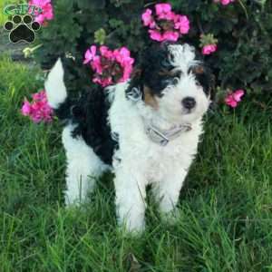 Rex, Mini Bernedoodle Puppy